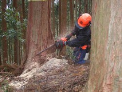 遠州の資源「天竜材」でつくる心地良い家づくり