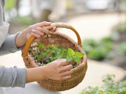 勝手口の近くに育ったハーブをちょっと摘んで料理やお茶に。おいしい、楽しいパーマカルチャー