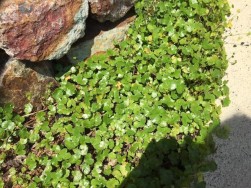 ハーブのある庭は、家族の薬箱です～浜松市の新築注文住宅のマルベリーハウス（桑原建設）