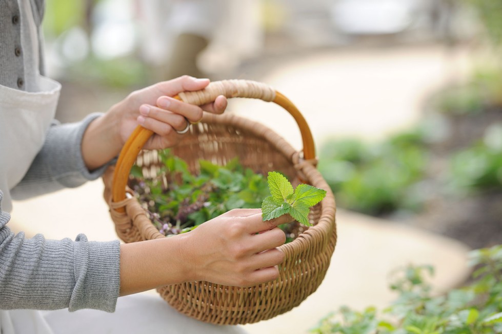 勝手口の近くに育ったハーブをちょっと摘んで料理やお茶に。おいしい、楽しいパーマカルチャー