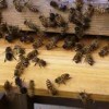 2月25,26日ニホンミツバチの巣箱作りのＷＳ