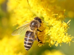 ニホンミツバチを通して見える自然