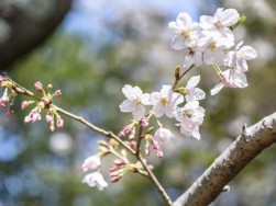 桜の季節ですね～浜松市のマルベリーハウス（桑原建設）