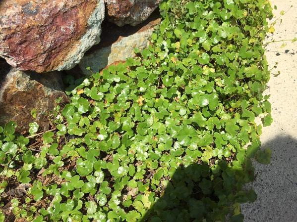 ハーブのある庭は、家族の薬箱です~浜松市の新築注文住宅のマルベリーハウス(桑原建設)