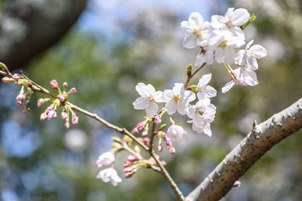 桜の季節ですね～浜松市のマルベリーハウス（桑原建設）