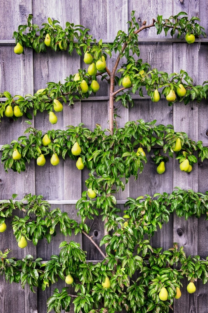 庭がコンパクトでも果物が収穫できる樹を育てたい!
